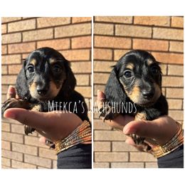 Anna - Black and tan female Dachshund puppy in Orem, Utah from Miekca’s Dachshunds