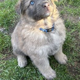 German Shepherd Puppies from Scenic City Shepherds