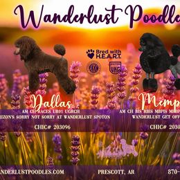 Poodle puppies from Wanderlust Poodles