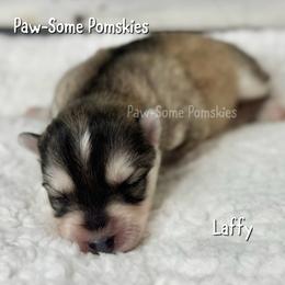 Laffy - Silver female Pomsky puppy in Krum, Texas from Paw-Some Pomskies