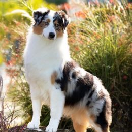 Australian Shepherds from Antebellum Australian Shepherds