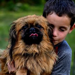 Hank - Pekingese