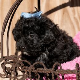 Tippie - Black female Poodle puppy in Cisco, Texas from Southern Girls Poodles