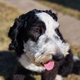 Frank - Sheepadoodle