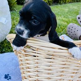 Ricky - Black and white male Cocker Spaniel puppy in Santa Ana, California from American Cocker Spaniel