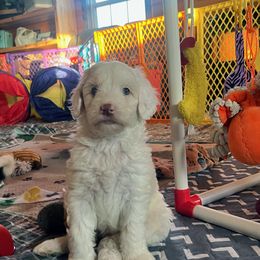 Sneezy - Apricot female Aussiedoodle puppy in Springfield, Missouri from Doodle Dandy Bernedoodles & Aussiedoodles