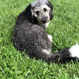 Sheba - Goldendoodle