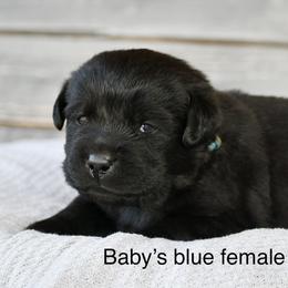 Blue female - Black female Labrador Retriever puppy in Mississippi from Sure Shot English Labs