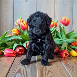 Bacon - Black and white male Aussiedoodle puppy in Sparta, Missouri from Sis' Doodles & Poodles