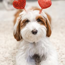 Goldendoodle Puppies from Mitten Doodles