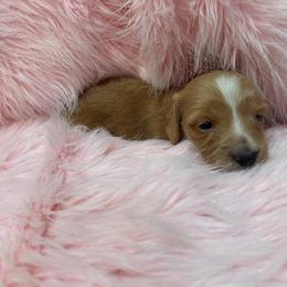Girl 2 - Fawn (isabella) and tan female Dachshund puppy in Laurel, Mississippi from BB's Dotsies
