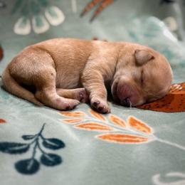 Aurora - Yellow female Labrador Retriever puppy in Isle, Minnesota from Dog Ear Outfitters