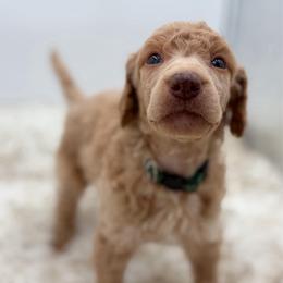 Bodhi - Apricot male Poodle puppy in Otto, North Carolina from Wild Suns Farm