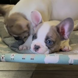 Bluey - Tricolors male French Bulldog puppy in Peoria, Arizona from A Quality French Bulldogs AZ
