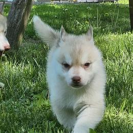 Spade - Red and white female Siberian Husky puppy in Wisconsin from Liberty Siberians