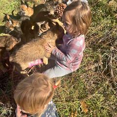 Belgian Laekenois Puppies from Cal Curly Coats Belgian Laekenois