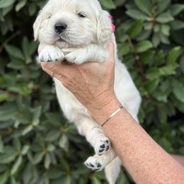 Golden Retriever Puppies from Sanctuary Ranch Goldens