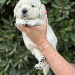 Golden Retriever Puppies from Sanctuary Ranch Goldens