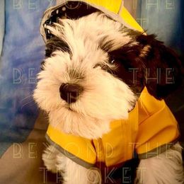 Miniature Schnauzers from Beyond the Thicket Schnauzers