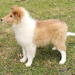 Collie Puppies from LynChris Collies