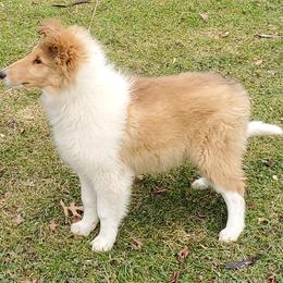 Collie Puppies from LynChris Collies