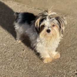 Lily - Yorkshire Terrier