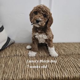 Black Boy - Red male Labradoodle puppy in Payson, Utah from Utah County Labradoodles