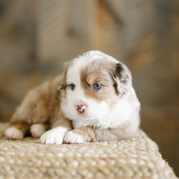 Michael - Red merle male Miniature Australian Shepherd puppy in Pocatello, Idaho from R Heart Mini Aussies