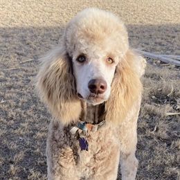 Poodles from MVI Poodles