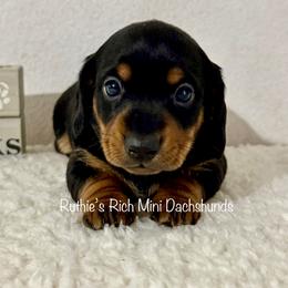 Boy 2 - Black and tan male Dachshund puppy in Lakeland, Florida from Ruthie’s Rich Mini Dachshunds