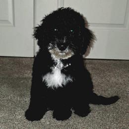 Buzz - Merle male Goldendoodle puppy in Peoria,  Az, Arizona from Not Just "Golden" Doodles
