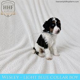 WESLEY- Light Blue Collar Boy - Black Tri - Parti male Poodle puppy in Charlo, Montana from Heavenly Hilltop Farm