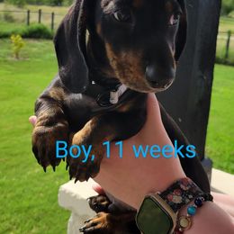 Blue - Black and tan male Dachshund puppy in Kempner, Texas from Russell Farms Dachshund
