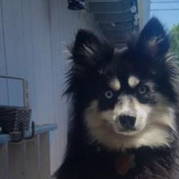 Pomskies and Siberian Huskies from Miranda's Huskies