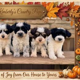 Miniature Schnauzer Puppies from Kimberly's Schnauzers