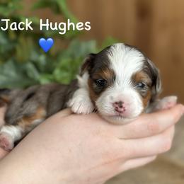 Jack Hughes - Blue merle male Aussiedoodle puppy in Lancaster, Minnesota from Finney Ranch