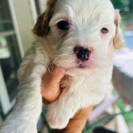 Rubin - male Cavapoochon puppy in Natural Bridge, Virginia from Rockbridge Puppies