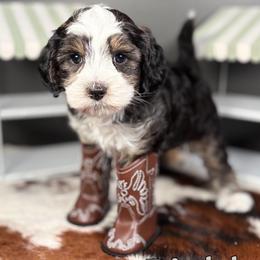 Pickles - Black and chalk male Australian Labradoodle puppy in Decatur, Alabama from Southern Meadows Doodles