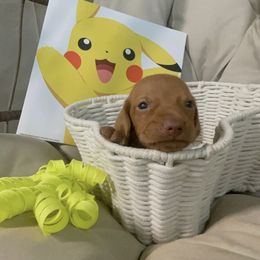 Pikachu - Golden rust male Vizsla puppy in Bloomington, Indiana from Envizion