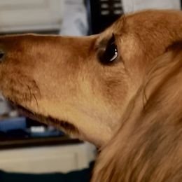 Dachshunds, German Shepherds, and Poodles from K2D2 Farm