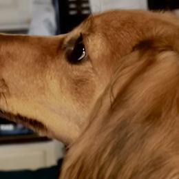 Dachshunds, German Shepherds, and Poodles from K2D2 Farm