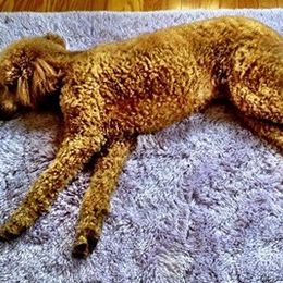 Poodles from Cripple Creek Kennel