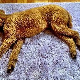 Poodles from Cripple Creek Kennel