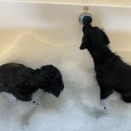 Labradoodle Puppies from Jazzy Doodles