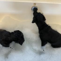 Labradoodle Puppies from Jazzy Doodles