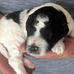 Pip - Black and white female Sheepadoodle puppy in Buford, Georgia from Guppy Puppies