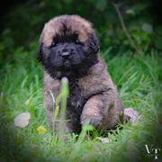 PINK GIRL - Reddish brown Leonberger puppy in Port Lavaca, Texas from Bigfoot Leonberger Ranch