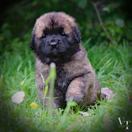 PINK GIRL - Reddish brown Leonberger puppy in Port Lavaca, Texas from Bigfoot Leonberger Ranch