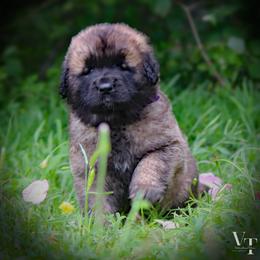 PINK GIRL - Reddish brown Leonberger puppy in Port Lavaca, Texas from Bigfoot Leonberger Ranch