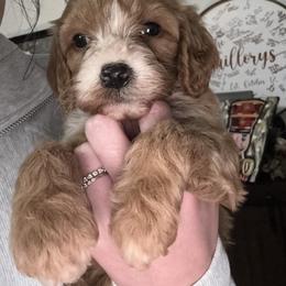 Cavapoo and Cockapoo Puppies from The Barkery